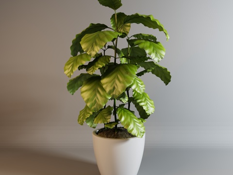  现代植物盆栽3d模型 