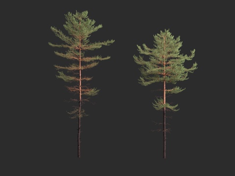  欧洲赤松 欧洲云杉 松柏目 松柏纲 松科3d模型 