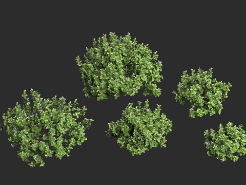  单叶蔓荆 马鞭草科 牡荆属 落叶小灌木3d模型 