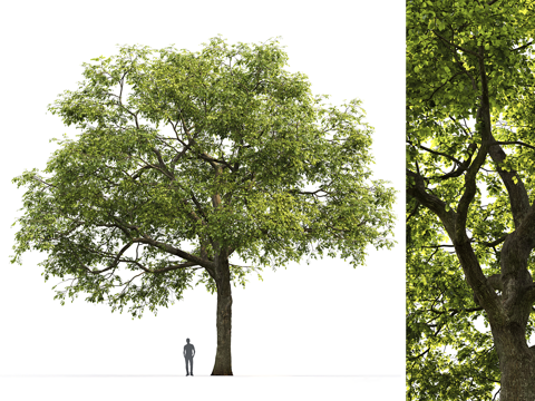  现代景观树 大树 行道树 树池3d模型 