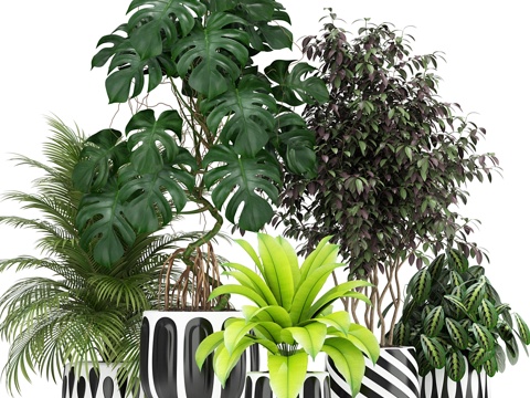  植物收藏 1793d模型 