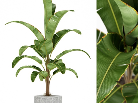  植物收藏 1743d模型 