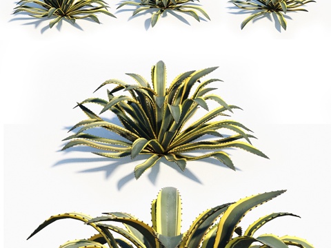  龙舌兰美洲种3d模型 