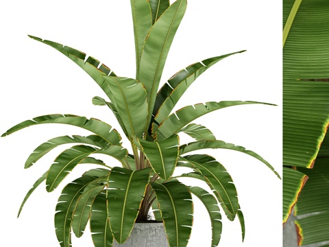  植物收藏 1733d模型 