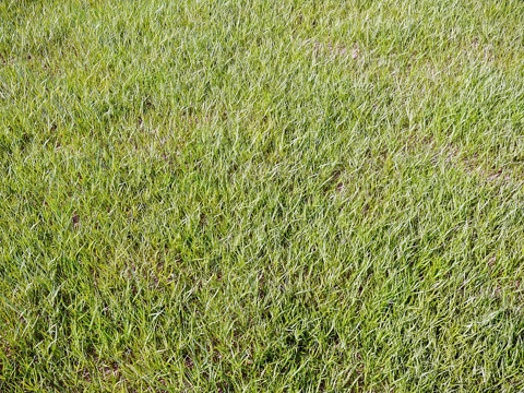  景观用草3d模型 