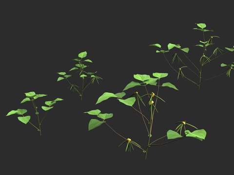  绿豆苗 绿豆豇豆 灌木乔木 农作植物3d模型 