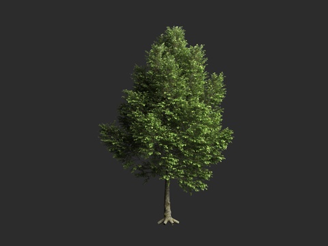  欧洲椴 捷克椴 行道树 落叶乔木 蔷薇超目 蔷薇亚纲 锦葵目3d模型 