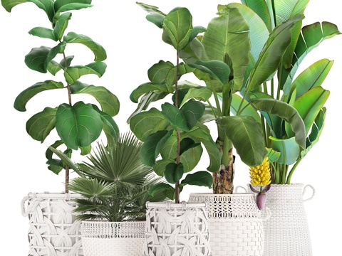  植物收藏 331. 白色藤篮，藤编，香蕉树3d模型 