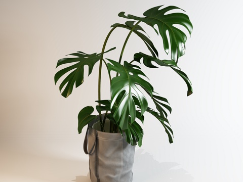  现代植物盆栽3d模型 