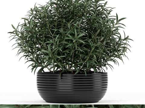  植物收藏 1693d模型 