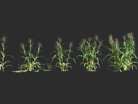  玉米 农作植物 粮食食物 种植农业 农田植物 农耕道具 场景3d模型 