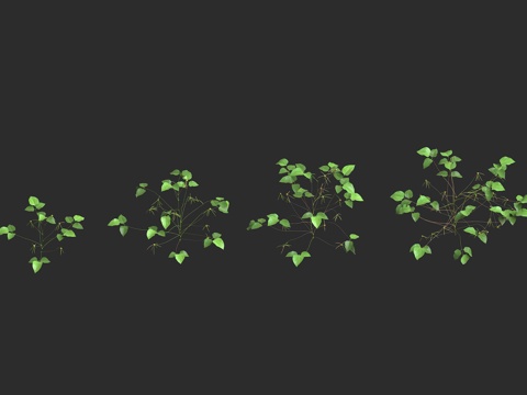  绿豆苗 绿豆豇豆 灌木乔木 农作植物3d模型 
