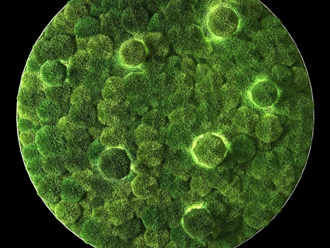  带LED苔藓环3d模型 