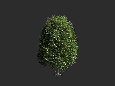  欧洲椴 捷克椴 行道树 落叶乔木 蔷薇超目 蔷薇亚纲 锦葵目3d模型 