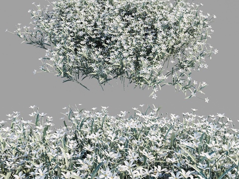  绒毛鼠尾草3d模型 