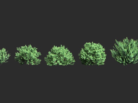  威氏熊果 灌木植物 园林绿植3d模型 