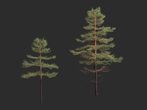  欧洲赤松 欧洲云杉 松柏目 松柏纲 松科3d模型 