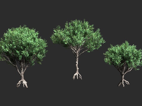  夏威夷灌木 乔木植物 瑞香科 荛花属 瓦胡岛植物3d模型 