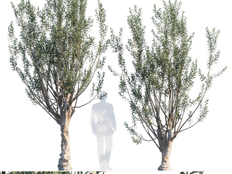  曼萨尼约橄榄树3d模型 