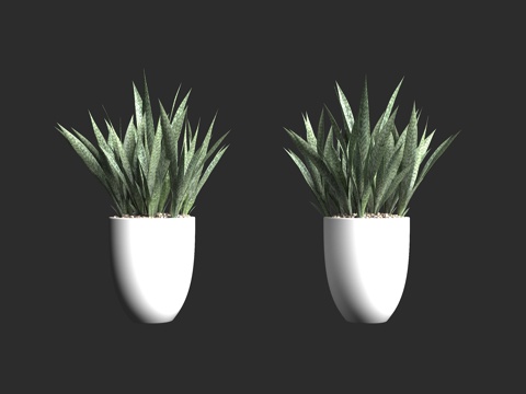  虎尾兰属 兰花盆栽 绿植盆栽 植物装饰 家装氛围 工装植物3d模型 