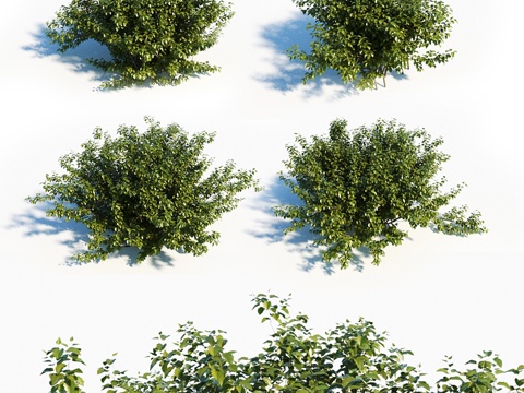  绿桤木四件套3d模型 