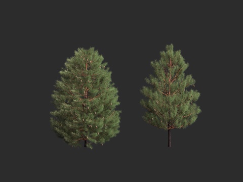  松树松果 欧洲赤松 欧洲云杉 松柏目 松柏纲 松科3d模型 