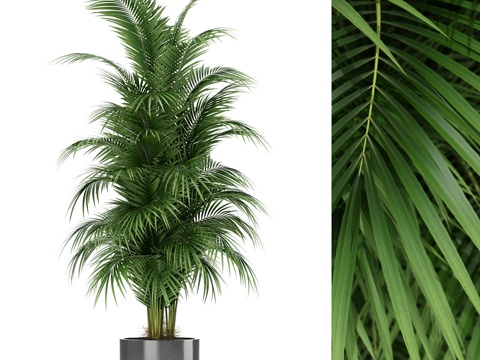  植物收藏 1763d模型 