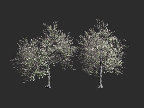  杏树 树木 行道树 植物 森林树林3d模型 