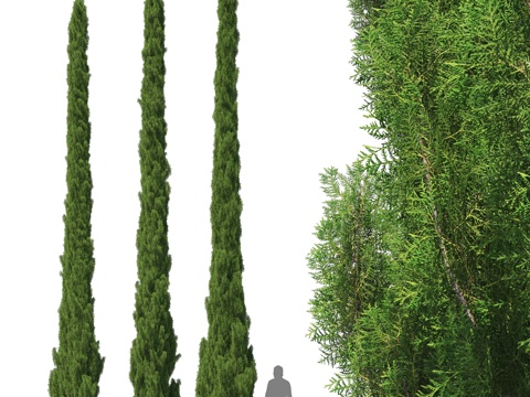  9-10米柏树3d模型 