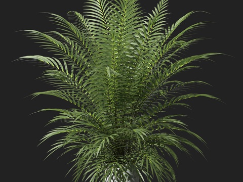  盆栽棕榈树3d模型 