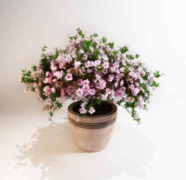  现代植物盆栽3d模型 