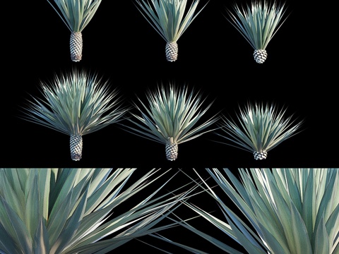  龙舌兰酒用龙舌兰 蓝龙舌兰3d模型 