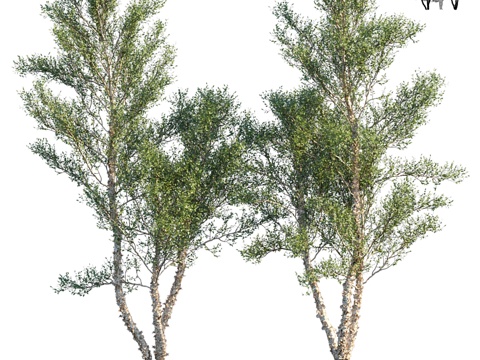  遗产丛生河桦 Betula nigra Cully3d模型 