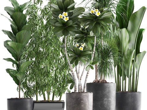  植物收藏 311. 竹子、榕树、龙血树、香蕉3d模型 