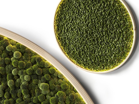  苔藓墙盘23d模型 