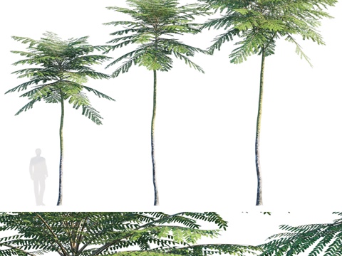  巴西火树3d模型 