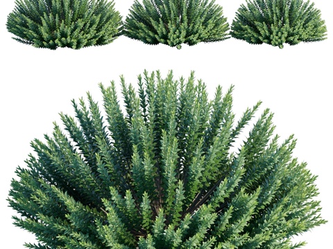  新西兰海贝3d模型 