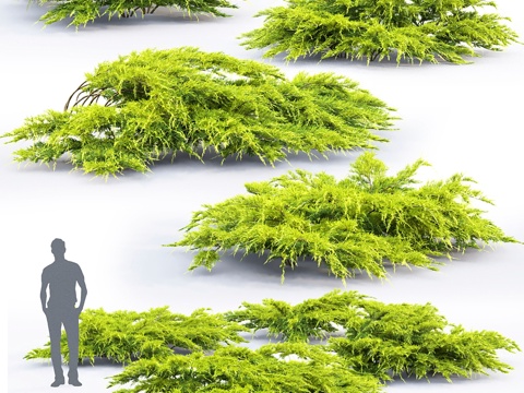  金叶刺柏 #13d模型 