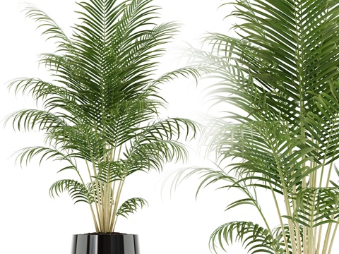  植物收藏 1483d模型 