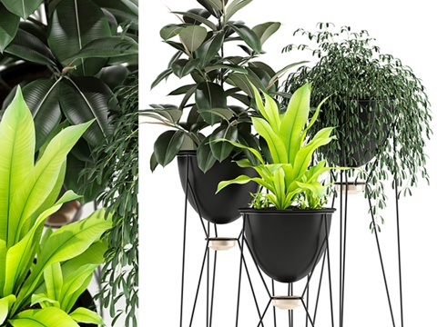  植物收藏 141 MADRE SELVA GRANDE3d模型 