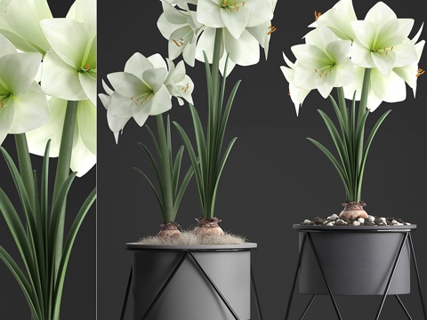  植物系列310. 大花朱顶红. 大花朱顶红3d模型 