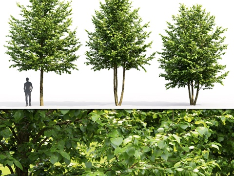  阔叶椴树3d模型 