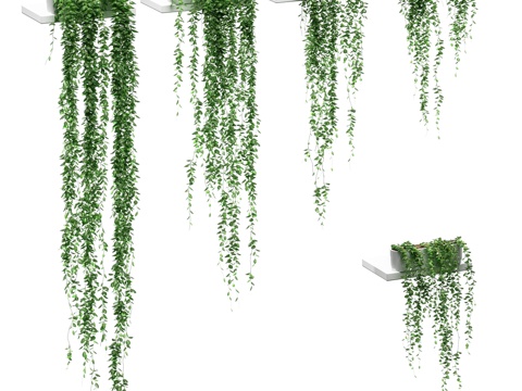  架上悬挂植物。5款3d模型 