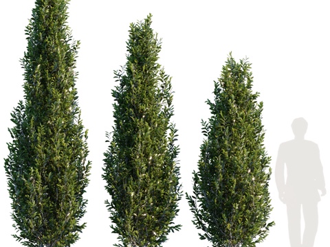  柱状榉树 #13d模型 