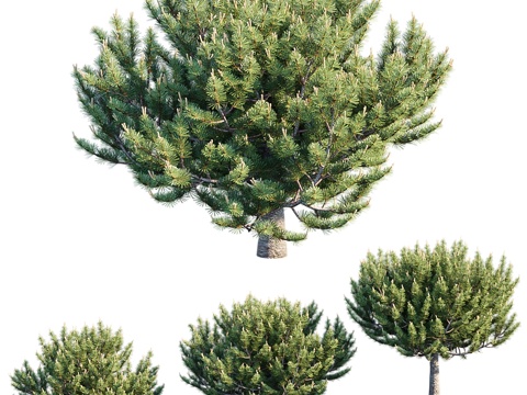  矮生穆戈松 #23d模型 