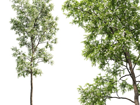  白刺槐 刺槐 #4 (17米)3d模型 