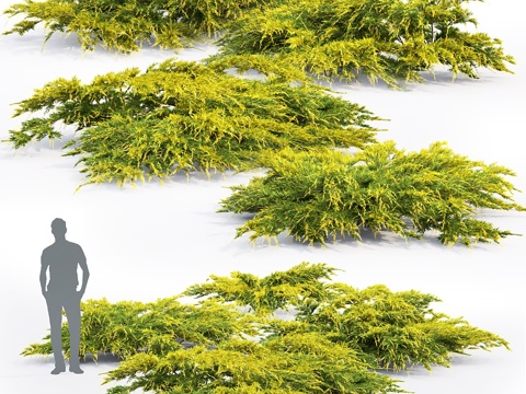  金叶普氏刺柏 #23d模型 