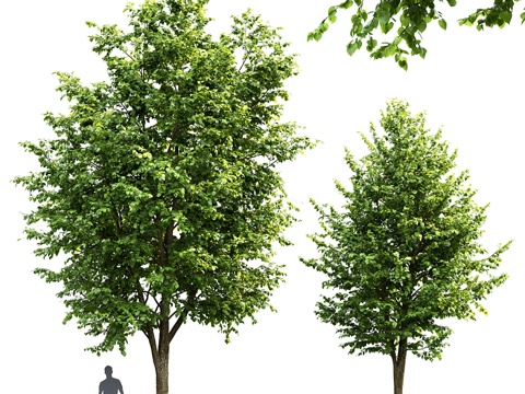  阔叶椴树 # 3 (7.6-10.5米)3d模型 