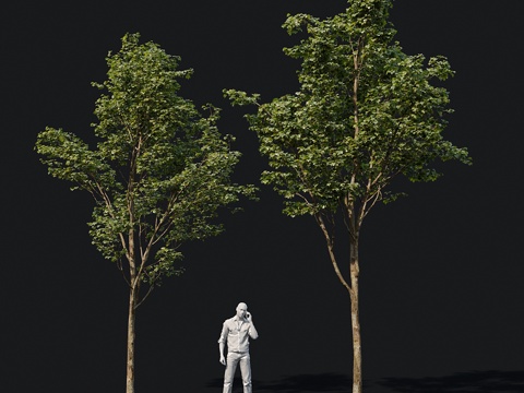  年轻的枫树3d模型 