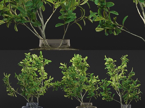  康加纳尼亚腋枝花瓶插枝3d模型 